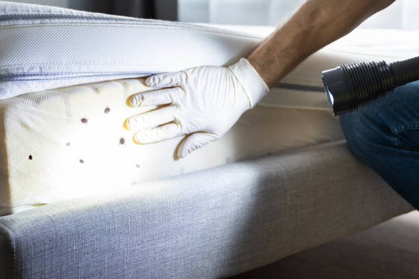 Best Wasp Removal Services  in Pewee Valley, KY